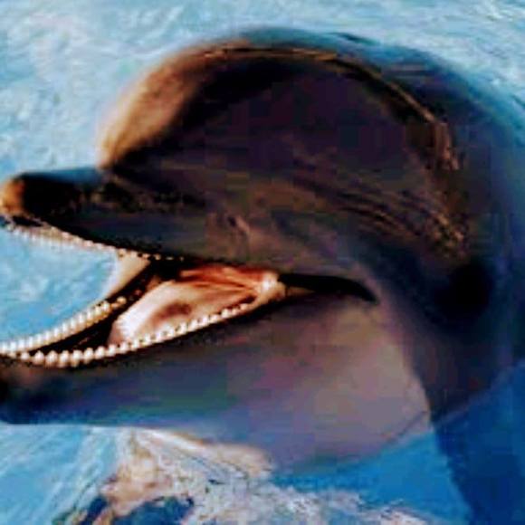 Meet your Posher, Reagan - Picture 1 of 1